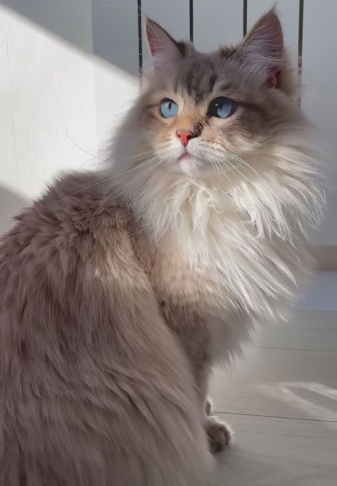 a fluffy cat with blue eyes sitting on the floor in front of a white wall