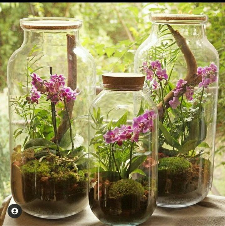 three glass vases filled with plants and rocks