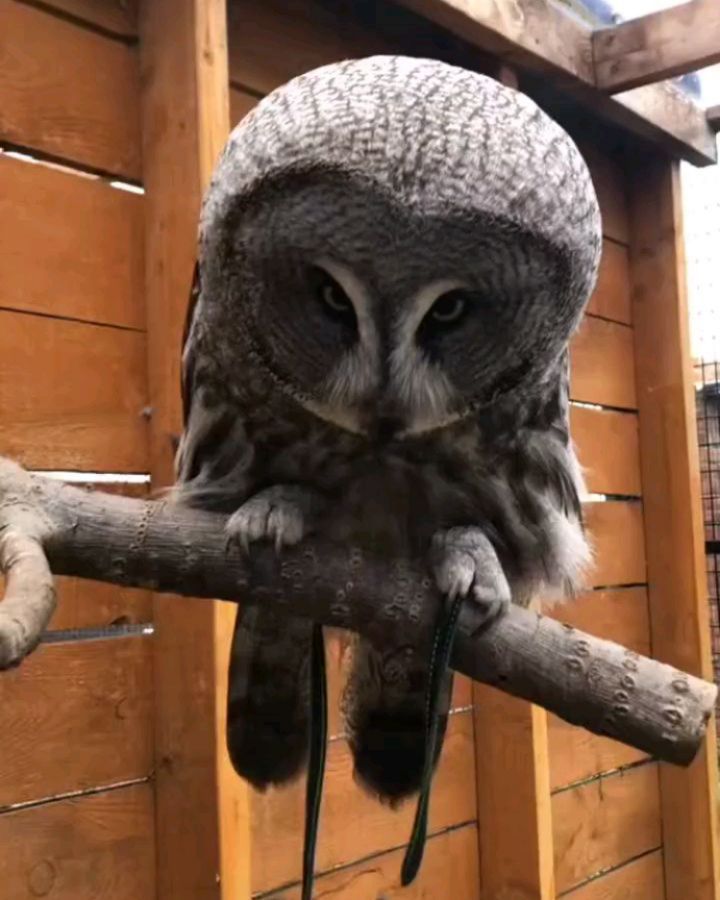 an owl sitting on top of a tree branch next to a wooden wall and fence