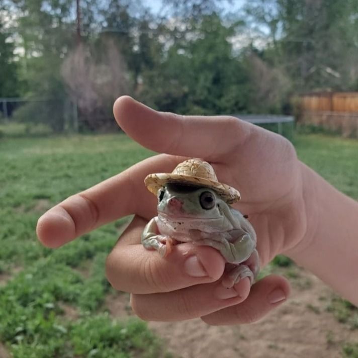 a small frog sitting in the palm of someone's hand wearing a straw hat