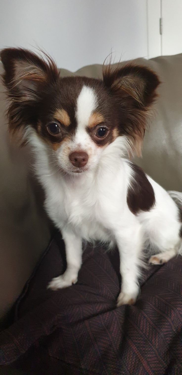 a small brown and white dog sitting on top of a couch