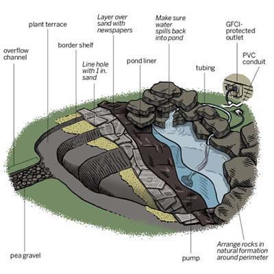 an image of a diagram of the inside of a turtle's shell with all its parts labeled