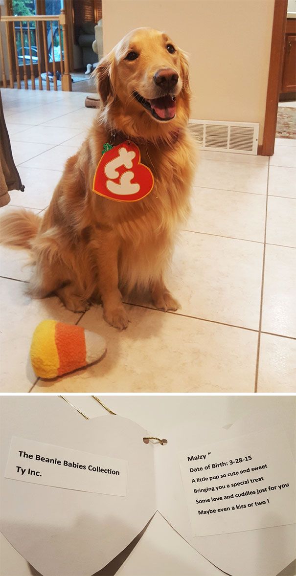 a dog is sitting on the floor next to some pieces of paper