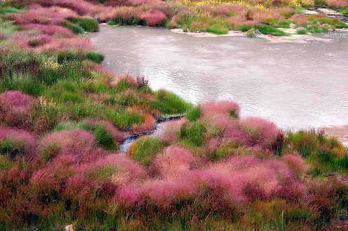 a river surrounded by lush green grass and pink flowers