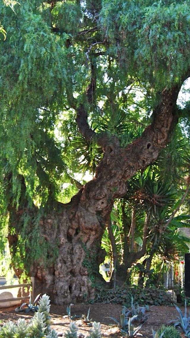 a large tree with lots of green leaves