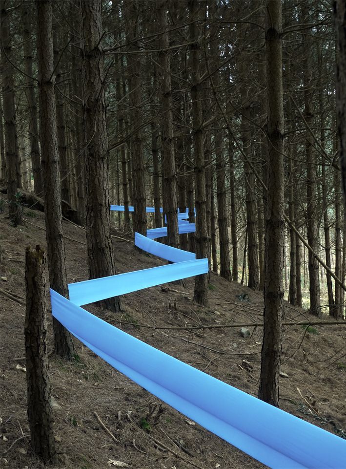 several blue tape wrapped around trees in the middle of a wooded area with no leaves on them