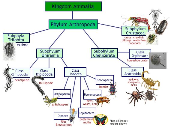 an insect diagram with all the different types of insects