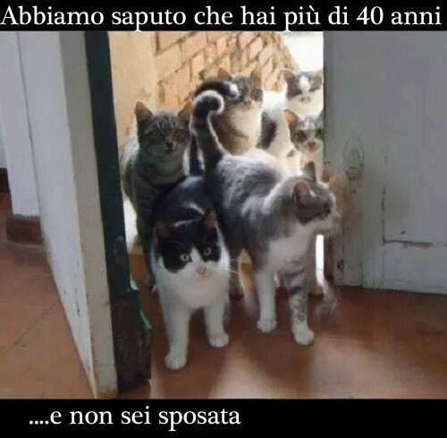 a group of cats standing next to each other in front of a door with the caption abramo saputo che ha piti pi di 40 anni