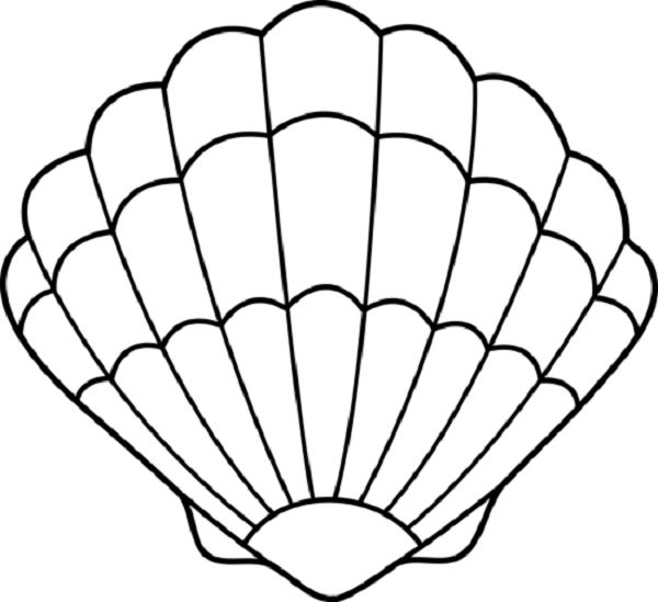 an image of a seashell coloring page