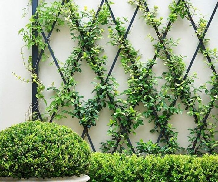 a green plant is growing on the side of a white wall with black metal trelliss