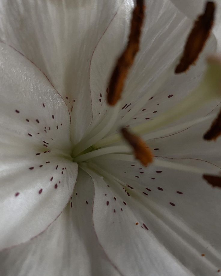 the center of a white flower with brown stipulations on it's petals