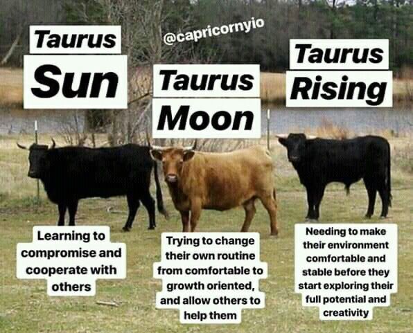 three cows standing next to each other in a field with signs that say taurus and taurus rising