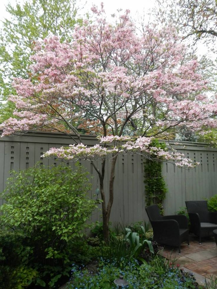 a tree with pink flowers is in the middle of a garden area next to a fence