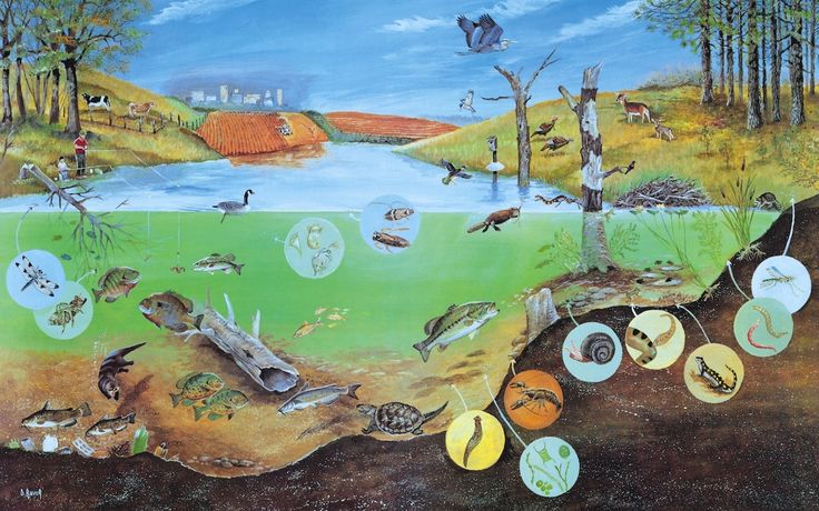 a painting with many different things on the ground and trees in the background, including birds