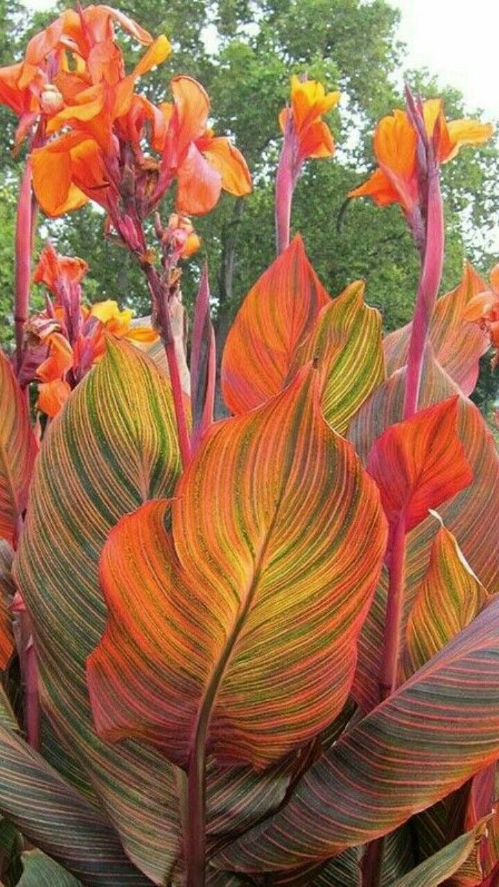 some very pretty colorful plants with big leaves