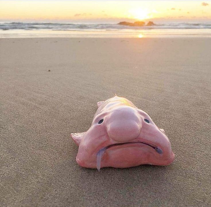 a pink stuffed animal laying on top of a sandy beach next to the ocean at sunset