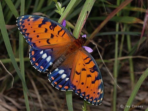 an orange and blue butterfly sitting on top of a purple flower next to green grass