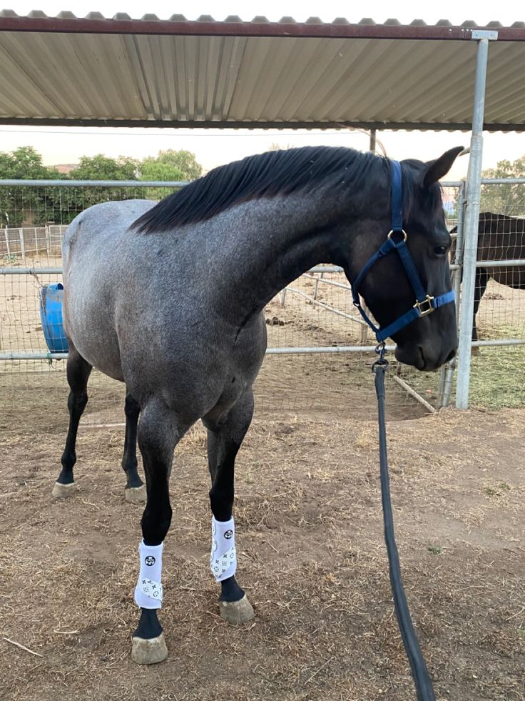 a gray horse tied up to a pole in an enclosure with white socks on it's feet