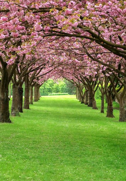 a row of trees with pink flowers in the middle of a green park filled with grass