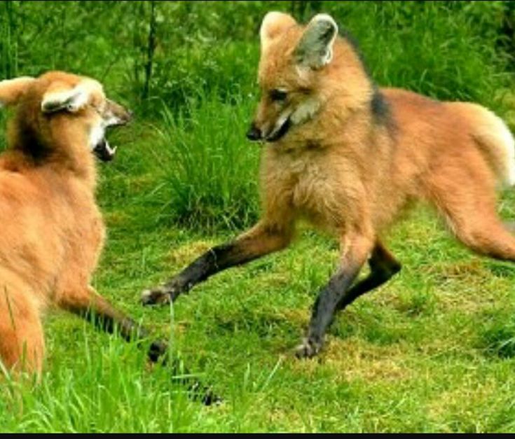 two foxes playing in the grass with each other