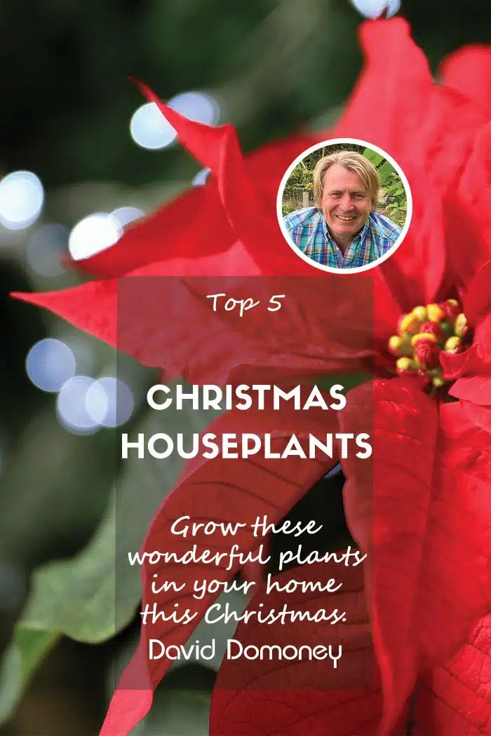 a red poinsetti with the words top 5 christmas houseplants grow these wonderful plants in your home this christmas