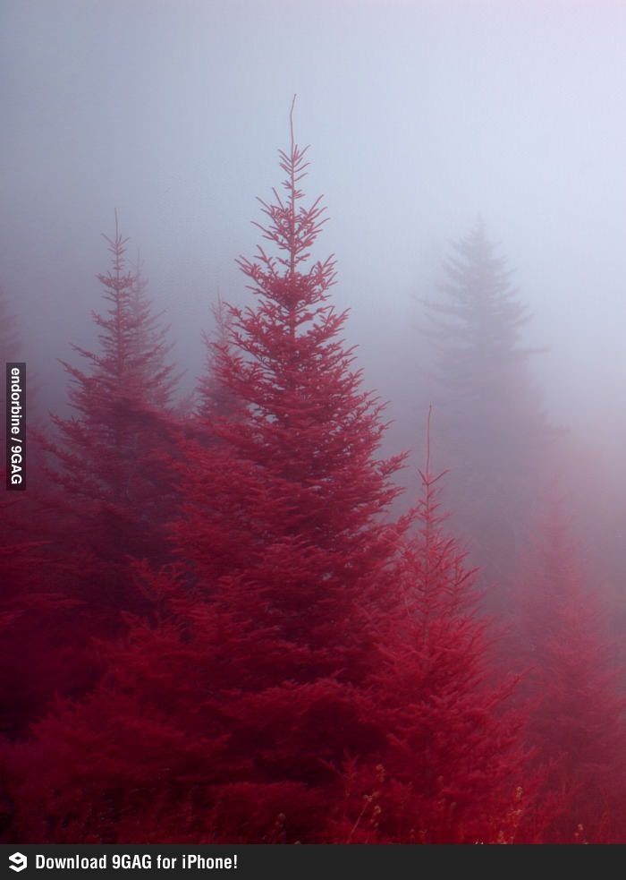 red trees in the fog on a misty day