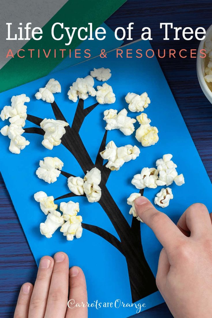 a person making a tree out of popcorn with the words life cycle of a tree activities and resources