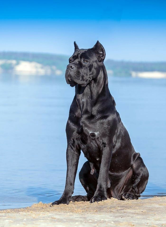 a large black dog sitting on top of a sandy beach