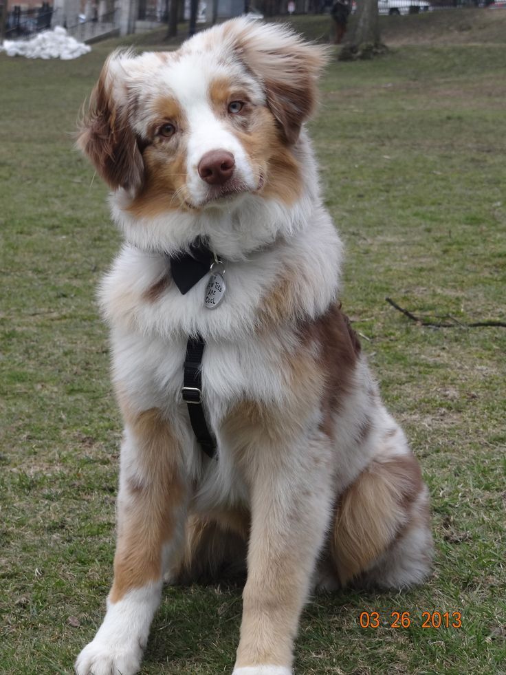 a brown and white dog sitting in the grass