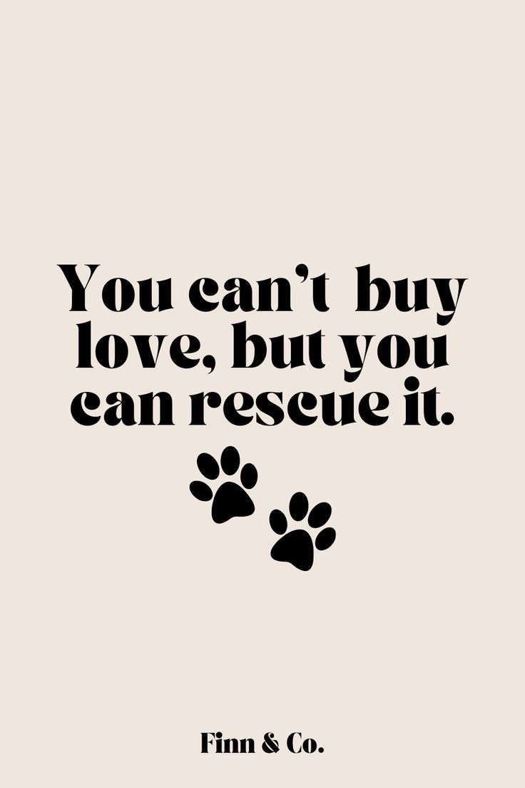 rescue dog quote for adopting shelter dogs Shelter Dog Quotes, Dog Adoption Quotes, Rescue Dog Quotes, Animal Rescue Quotes, Rescue Quotes, Is It Really Worth It, Animal Lover Quotes, Dog Mom Quotes, Adoption Quotes