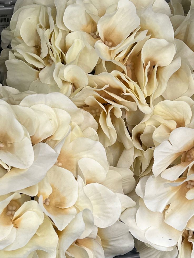 Closeup image of gold hydrangea flowers. White Hydrangea Aesthetic, Closeup Aesthetic, White Gold Aesthetic, White And Gold Aesthetic, Ivory Aesthetic, Gold Hydrangea, Hydrangea Aesthetic, Notion Ideas, Aesthetic Image