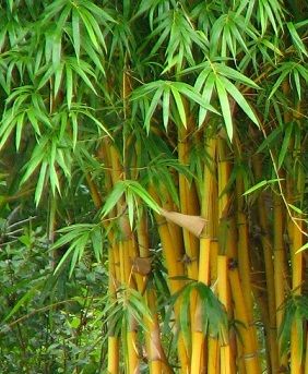 the tall bamboo tree has green leaves on it