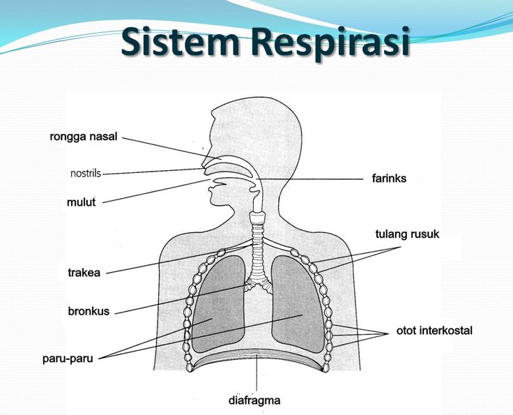 the diagram shows the location of the lungs in the body and its major organs, including the