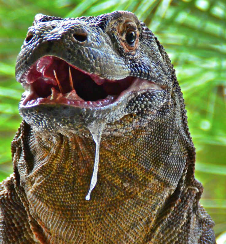 an iguana with its mouth open and it's teeth wide open showing