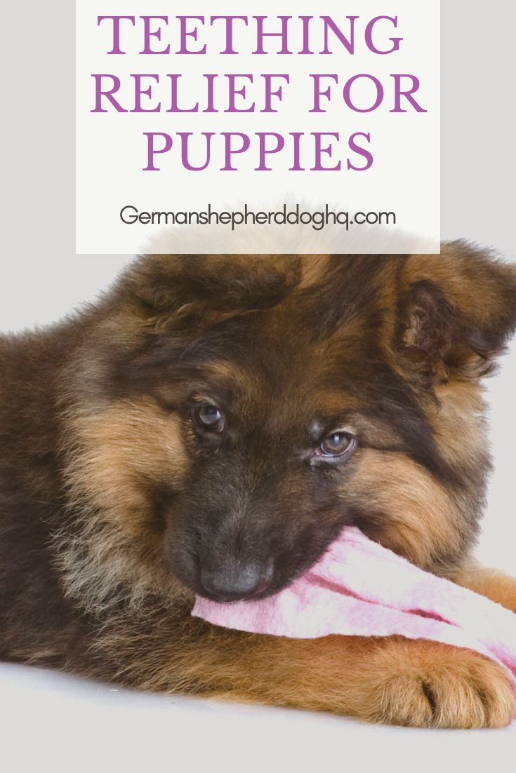 a brown and black dog laying on top of a white floor next to a pink toy