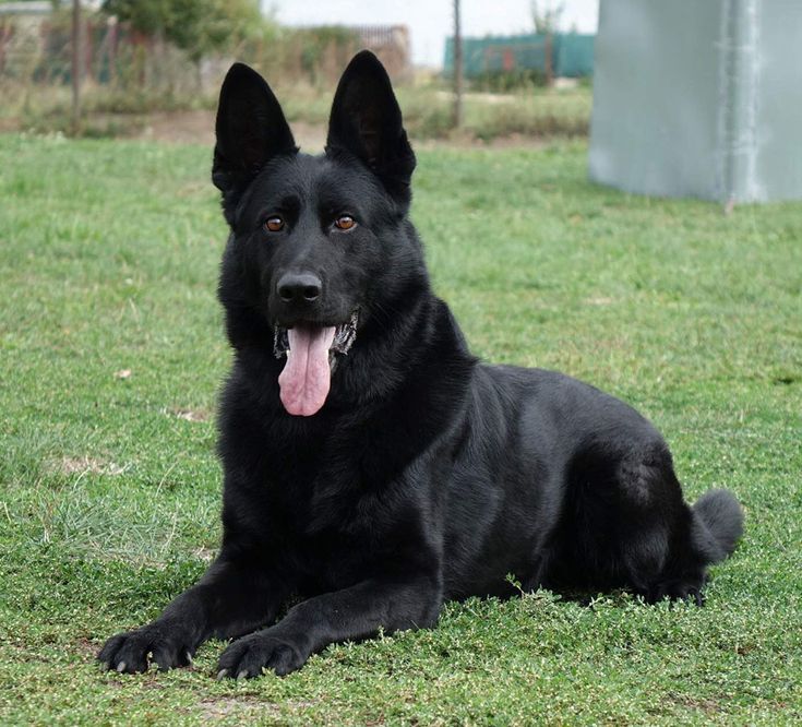 a black dog laying in the grass with its tongue hanging out and his mouth open