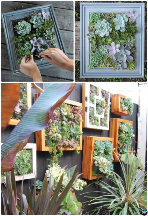 several pictures of succulents and plants in frames