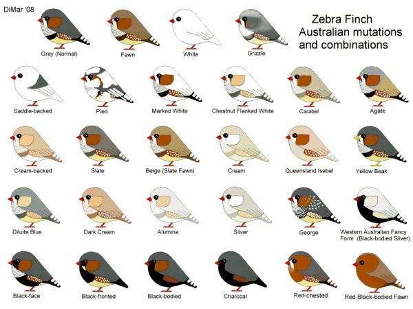 different types of birds with names and pictures