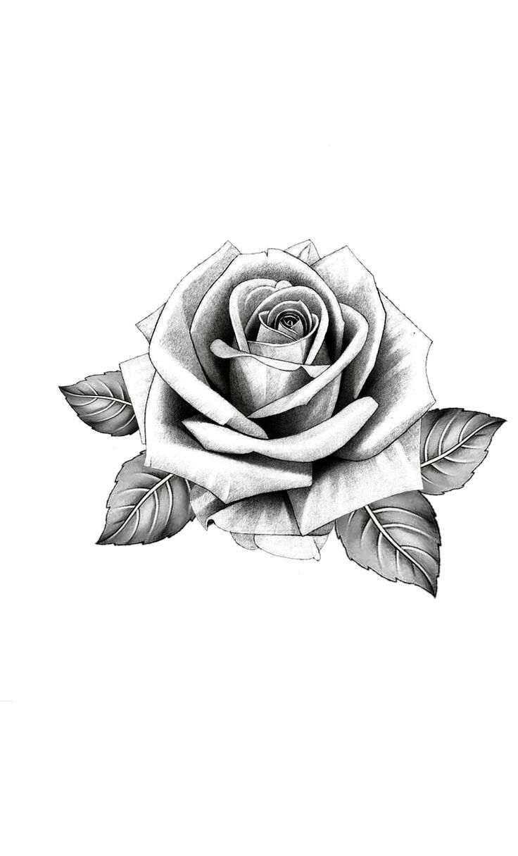 a black and white drawing of a rose