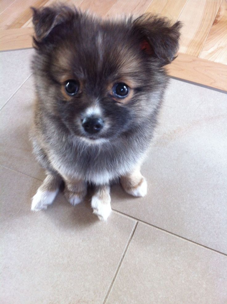 a small dog is sitting on the floor