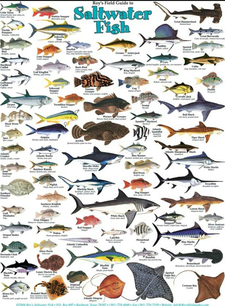 a poster with different types of fish on it