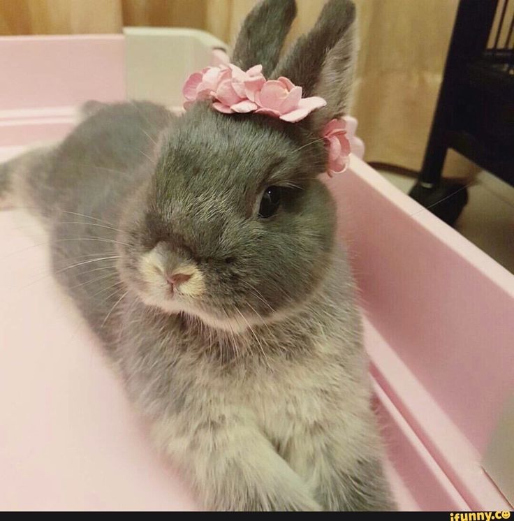 a gray rabbit with a pink flower in its hair