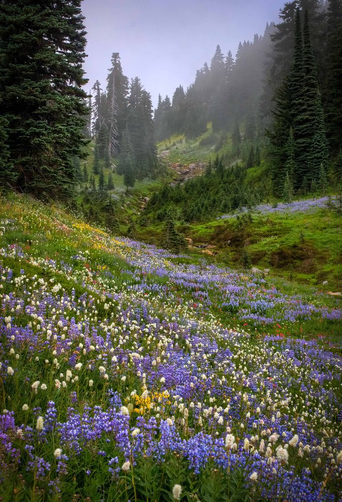 a field full of flowers and trees on a foggy day in the mountains with bluebells