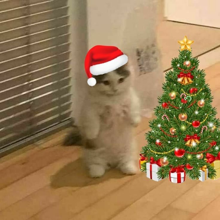 a cat wearing a santa hat next to a christmas tree