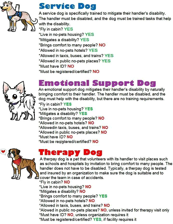 an info sheet describing the different types of dogs and how they can help with them