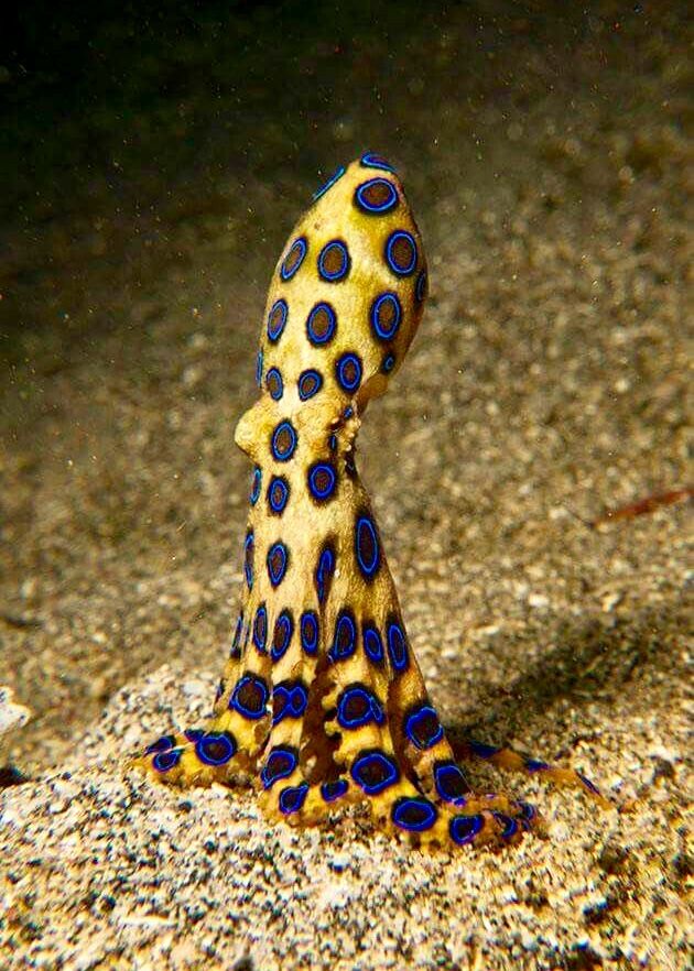 an octopus with blue and black spots on its body