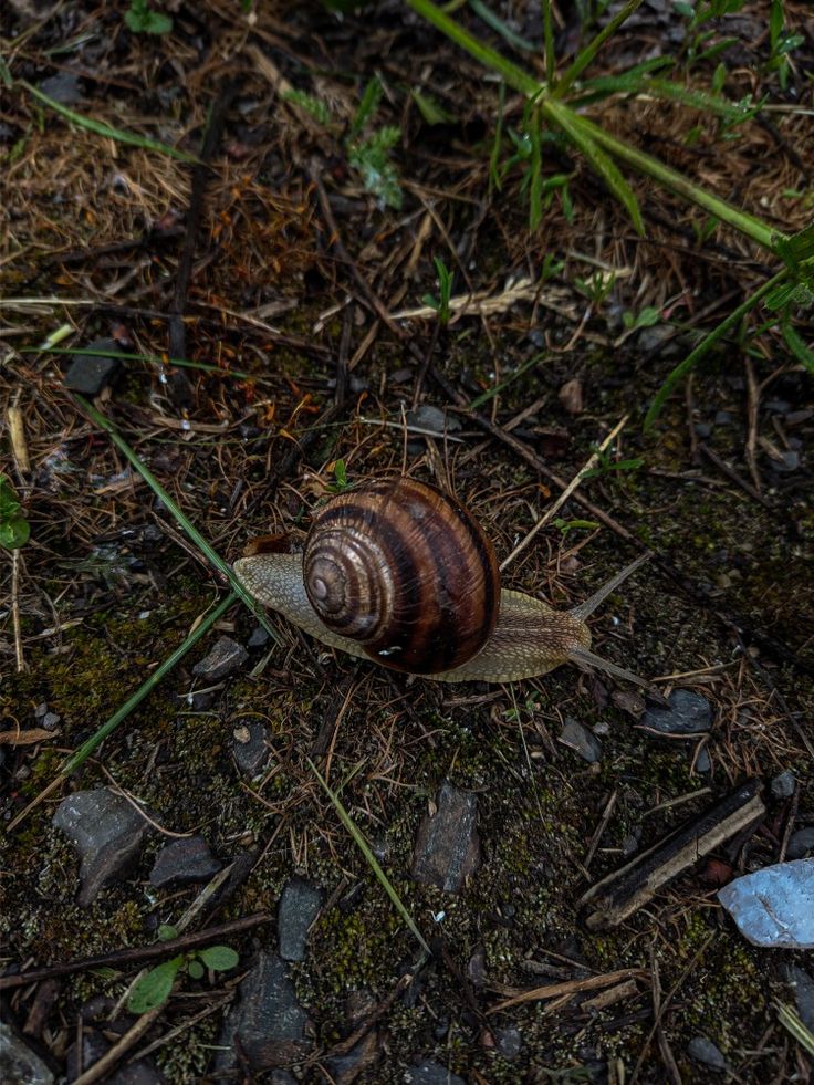 Photo snail processing lightroom Snail Top View, Snail Pfp, Aesthetic Snail, Snail Aesthetic, Snail Wallpaper, Snail Photography, Aesthetic Paper, Garden Snail, Pet Snails