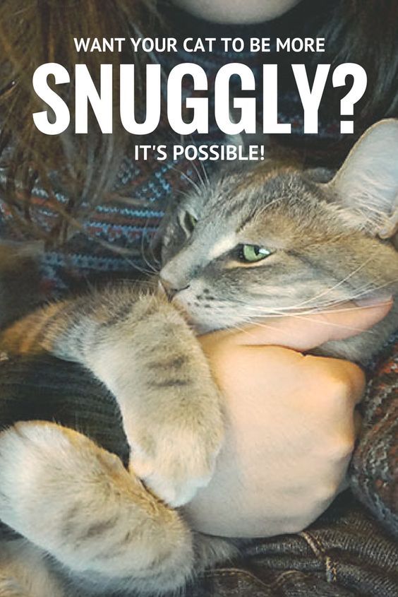 a woman holding a cat with the caption, what your cat to be more snuggly? it's possible