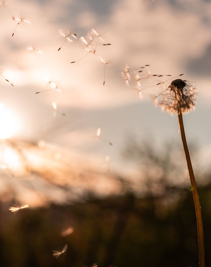 a dandelion blowing in the wind on a cloudy day with sun behind it