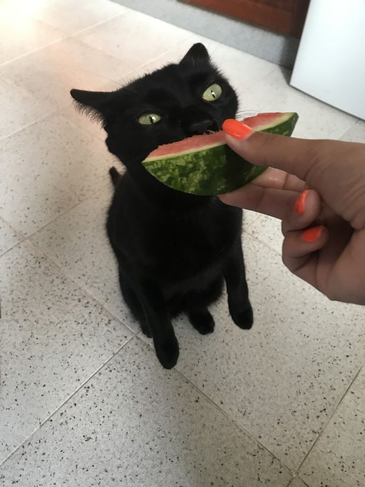 a black cat sitting on the floor eating a piece of watermelon with it's mouth